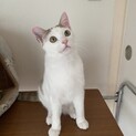 お鼻がピンクのハンサムボーイ