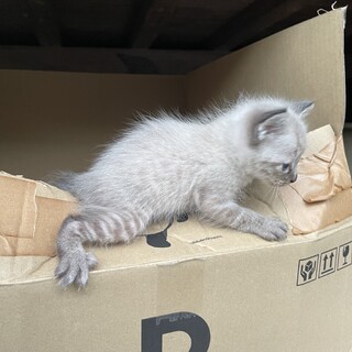 生まれて1ヶ月の可愛い２匹♡ずっとのお家探してます