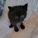 瞳がブルー色の黒猫の可愛い子猫ちゃん