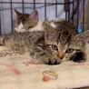 可愛すぎるお顔のジブリ3兄弟/ポニョ サムネイル4