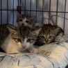 可愛すぎるお顔のジブリ3兄弟/ポニョ サムネイル6