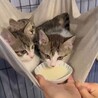 可愛すぎるお顔のジブリ3兄弟/ポニョ サムネイル5