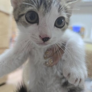 ジブリ3兄弟/まっくろくろすけ