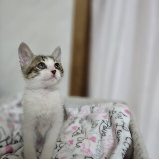 危ない場所で自力で生き延びたムー