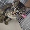 トライアル決定/オレオくん サムネイル2