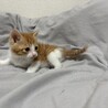 里親決定！みなとくん／ゴロゴロの甘えん坊さん サムネイル3