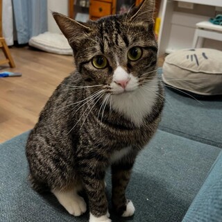 白い靴下履いた可愛いルルちゃん