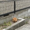 飼い主の祖母が施設に入った為飼育困難になりました。 サムネイル4