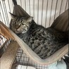 怖がりだけど遊ぶの大好きタルちゃん サムネイル3