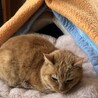飼い主の祖母が施設に入った為飼育困難になりました。 サムネイル7