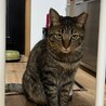 怖がりだけど遊ぶの大好きタルちゃん サムネイル5