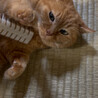飼い主の祖母が施設に入った為飼育困難になりました。 サムネイル3