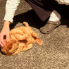 飼い主の祖母が施設に入った為飼育困難になりました。 サムネイル6