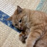 飼い主の祖母が施設に入った為飼育困難になりました。 サムネイル2
