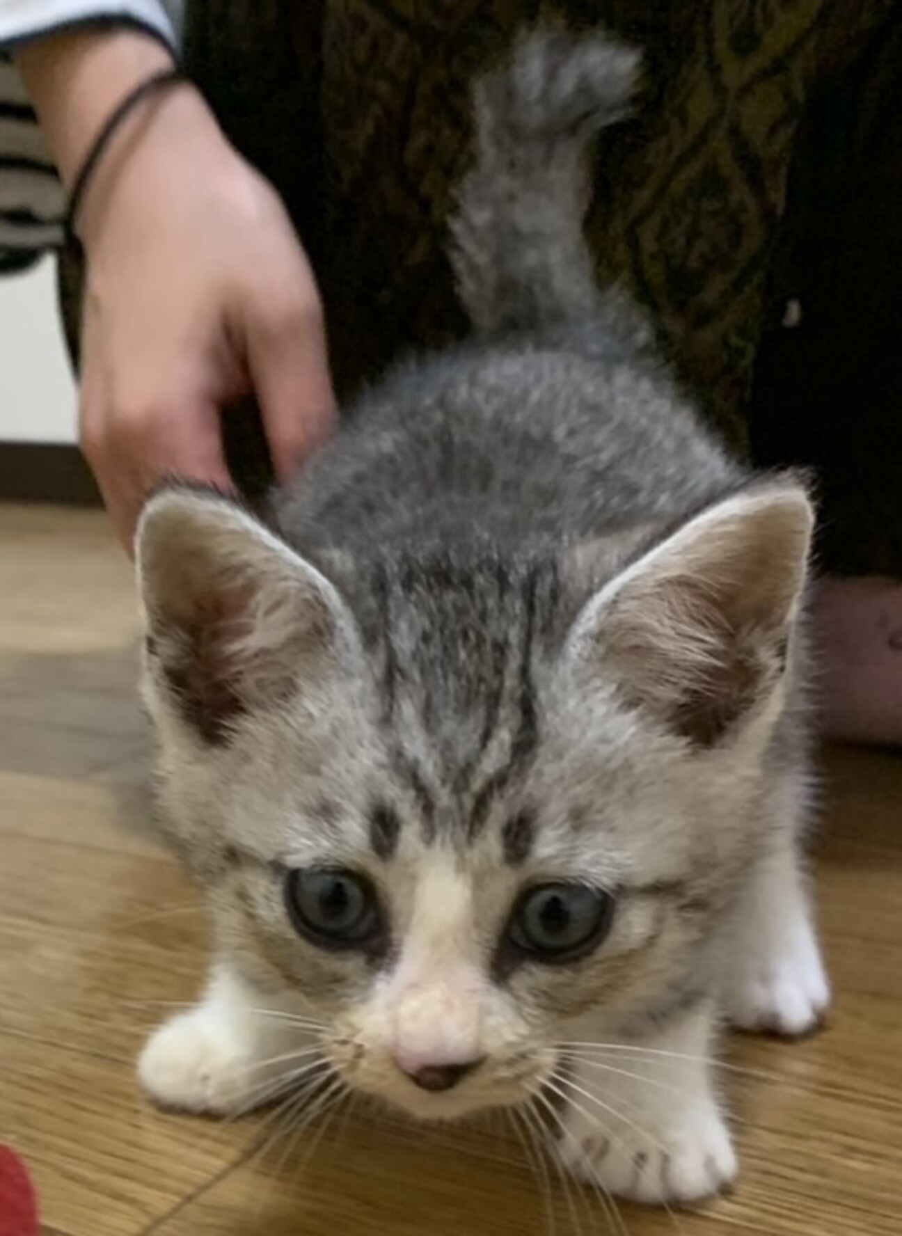 元気なサバ白くん」大分県 - 猫の里親募集(517379) :: ペットのおうち