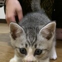 元気なサバ白くん