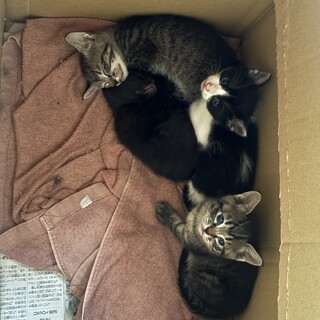 野良子猫ちゃんの里親募集【キジトラ一匹決定】