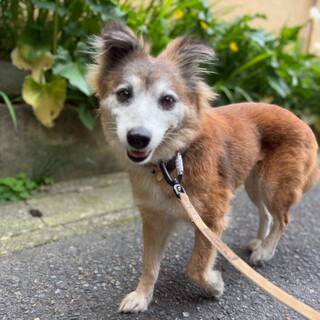 宮古島出身　小柄なひまわりさん