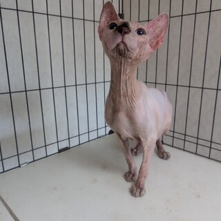 スフィンクス女の子