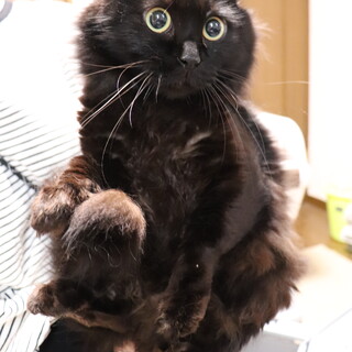 かわいさストロング！