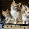 子猫　白茶＆三毛の3匹（一匹でも可）