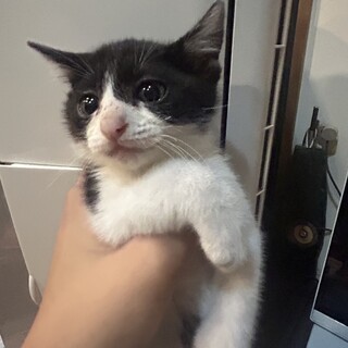 大きくなりました！可愛いだけじゃダメですか？