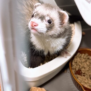 マーシャルフェレット里親募集