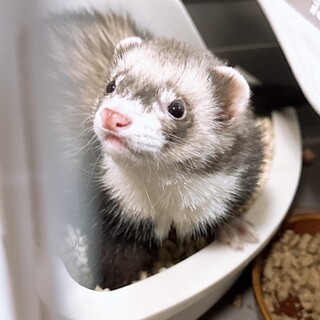 マーシャルフェレット里親募集