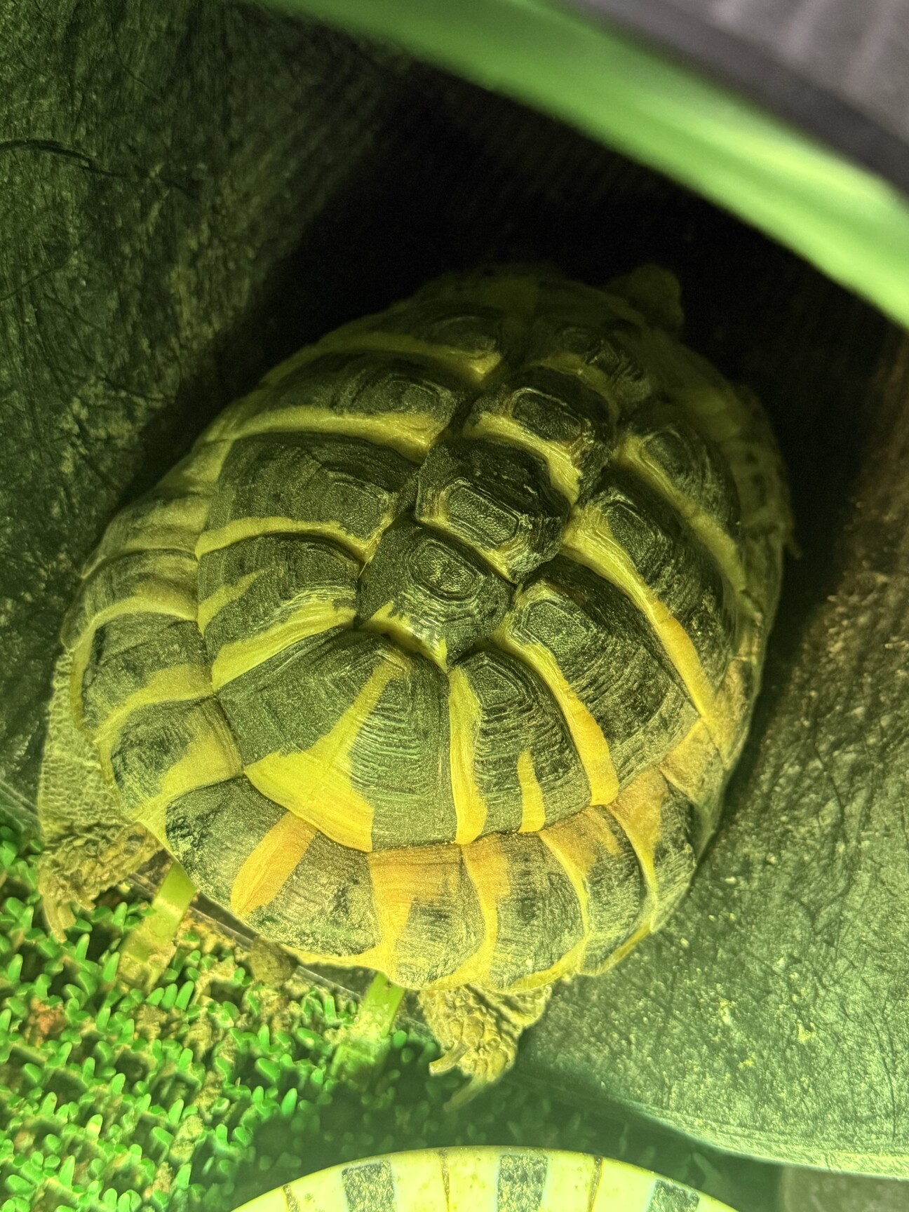 リクガメ」大阪府 - 爬虫類・他の里親募集(517397) :: ペットのおうち