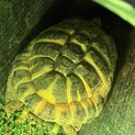リクガメ