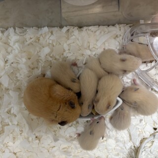 キンクマハムスター里親募集中