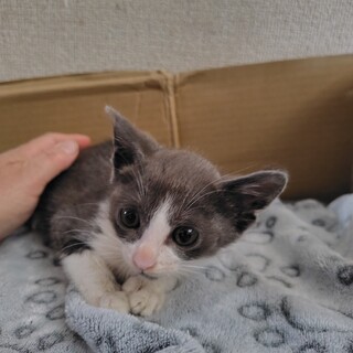 グレーのハチワレ君