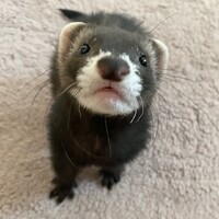 りんた