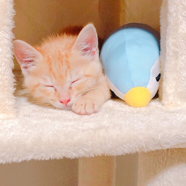 すやすやきなこ