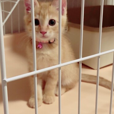 はじめての首輪をつけてじっとこちらを見つめてくるきなこ