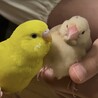 yoceanさん