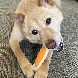 人が大好き、明るく活発な男の子  れもん