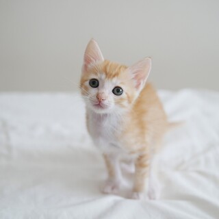 茶トラ白子猫　モロッコちゃん　里親様募集中
