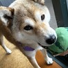 お散歩大好き元気で可愛い柴ミックスてまり サムネイル7