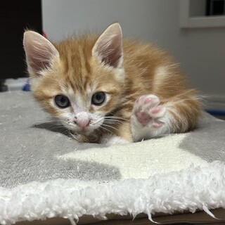 元気いっぱいキュートな♡キュー君2ヶ月 4兄妹