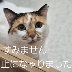 保護ねこ譲渡会 in 厚底をはいた猫→中止