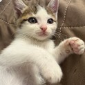 トライアル決定！元気いっぱい⭐︎ニキ君