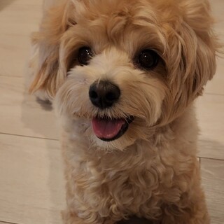 マルプー可愛い女の子です。急募です。