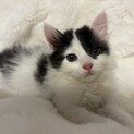 トライアル決定！お茶目な白黒子猫♡アメちゃん