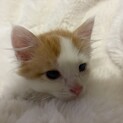 トライアル決定！キュートな茶白猫♡ドン君