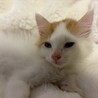 トライアル決定！キュートな茶白猫♡ドン君 サムネイル2