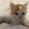 トライアル決定！キュートな茶白猫♡ドン君 サムネイル3