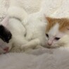 トライアル決定！キュートな茶白猫♡ドン君 サムネイル4