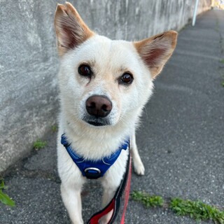 お散歩上手な【ダダ】くん