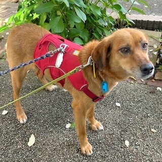 人が大好き、元気で愛らしい女の子ドレミ